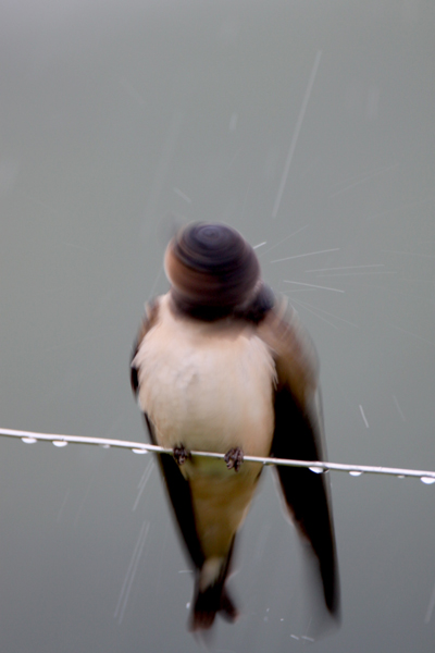 hirondelle_2010_06_17_0069.JPG