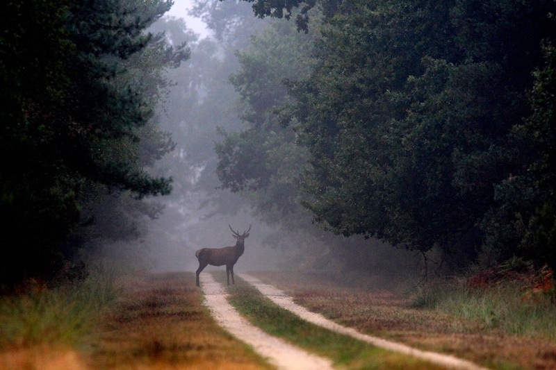 cerf bruine 2009 0022r.jpg