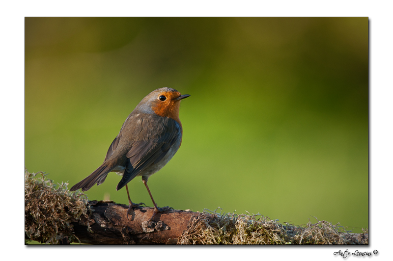 Oiseaux (37).jpg