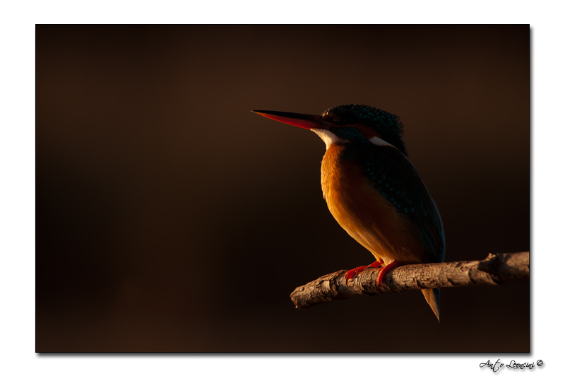 Oiseaux (32).jpg