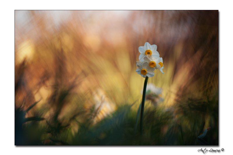 Flore (11).jpg