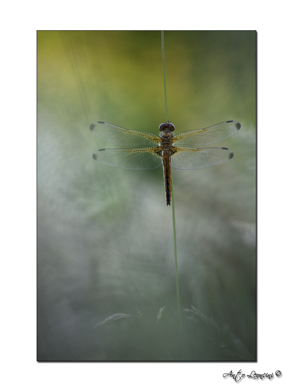 Libellules (46).jpg