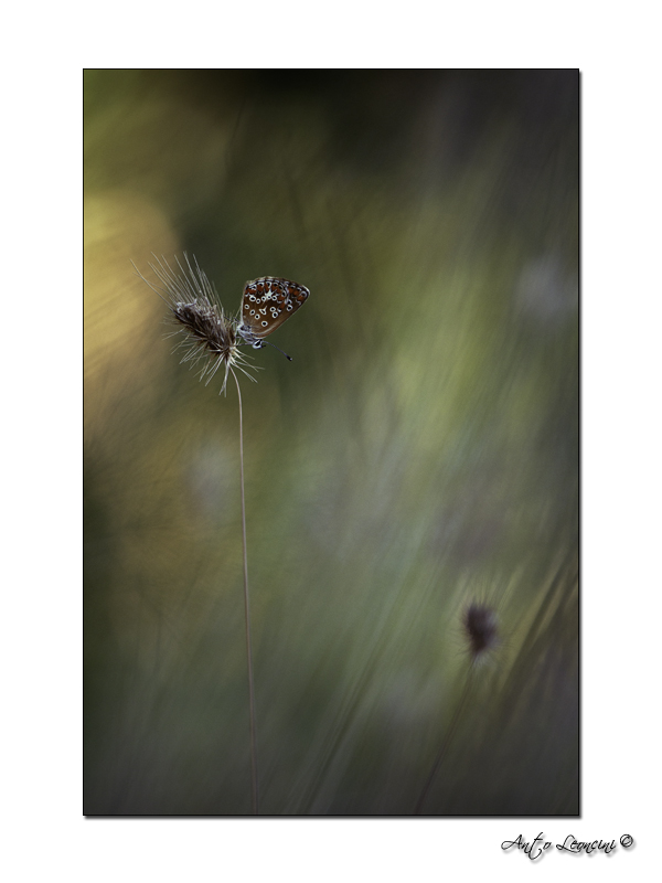 papillons (13).jpg