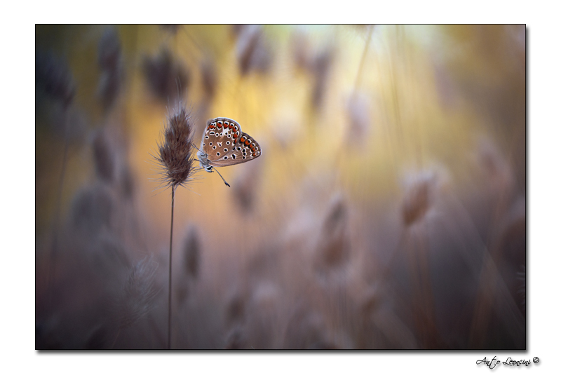 papillons 25.jpg