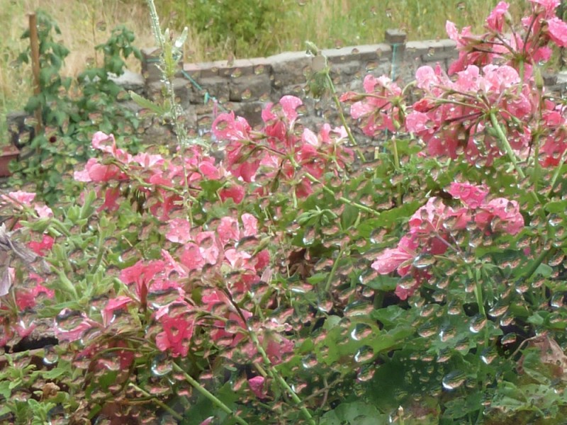 geranium sous la pluie ++.jpg