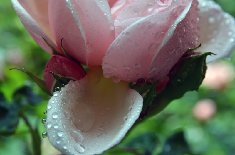 DSC_0498 copie.jpg
