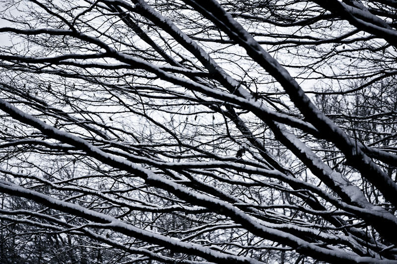 Branches-neige.JPG
