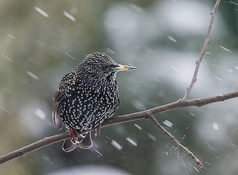 Etourneau sous la pluie copie.jpg
