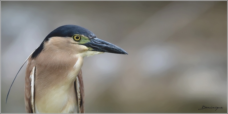 DSC_2631.JPG