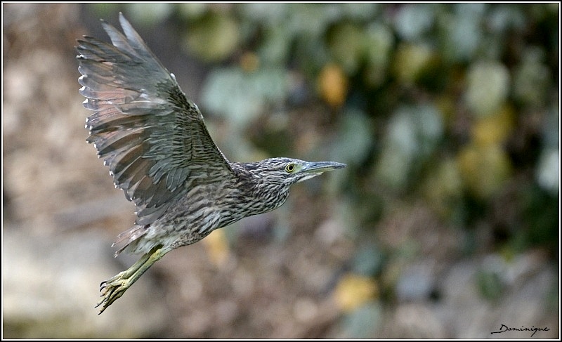 DSC_2701.jpg