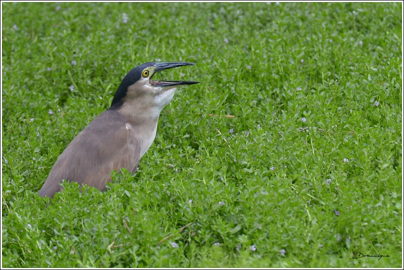 DSC_4126.jpg