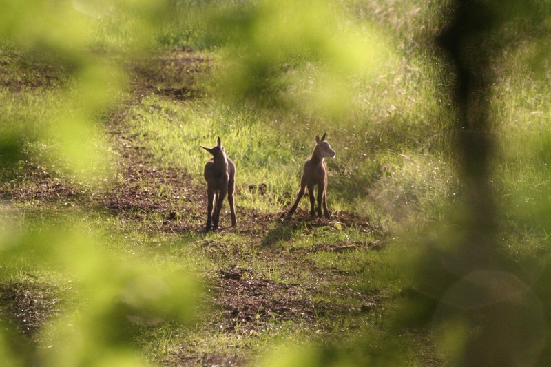 chamois juin 2012 red.jpg