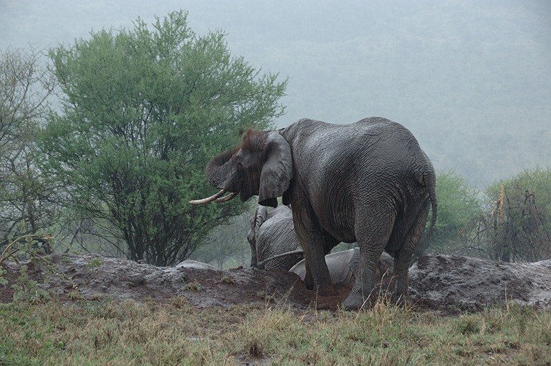 soir de pluie au Serengeti_01.JPG