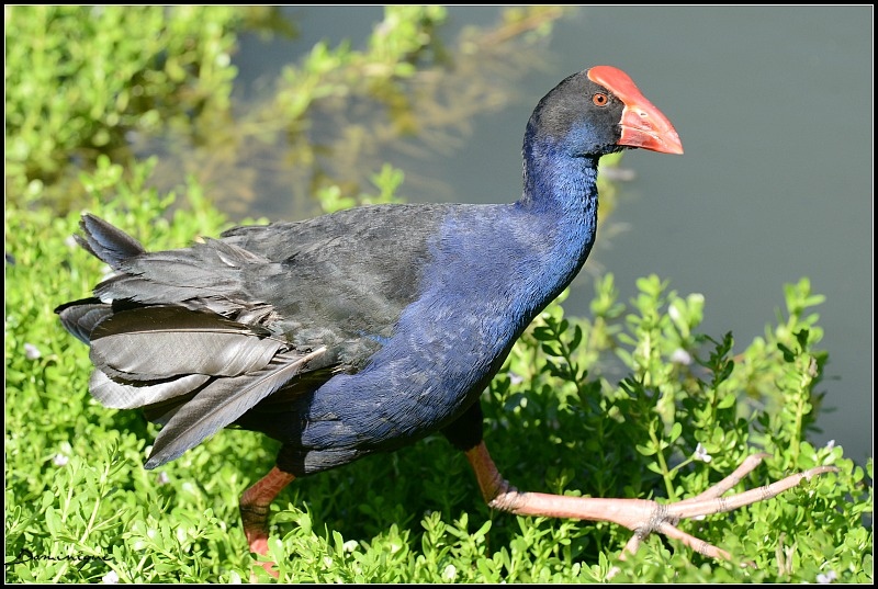 DSC_1295.JPG