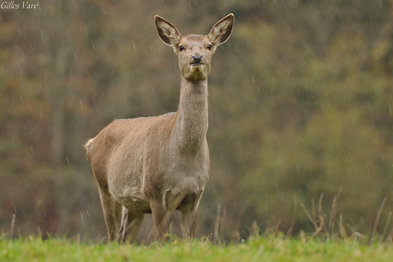 Biche (800px).jpg