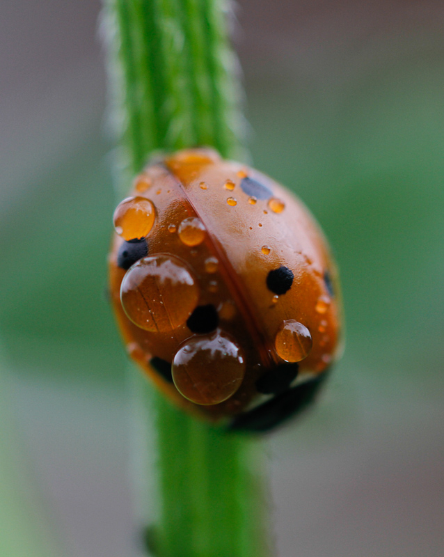coccinelle sous la pluie.jpg