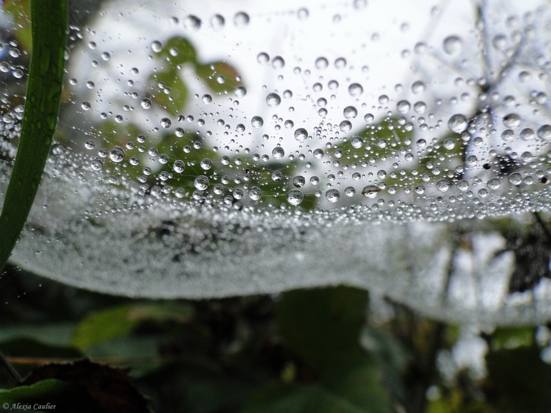 Eau_sur_Toile.JPG