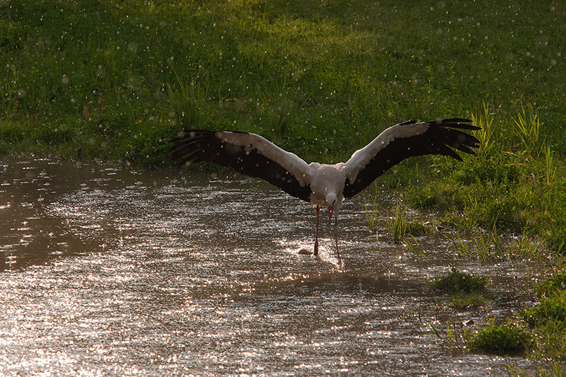 IMG_6716w.jpg