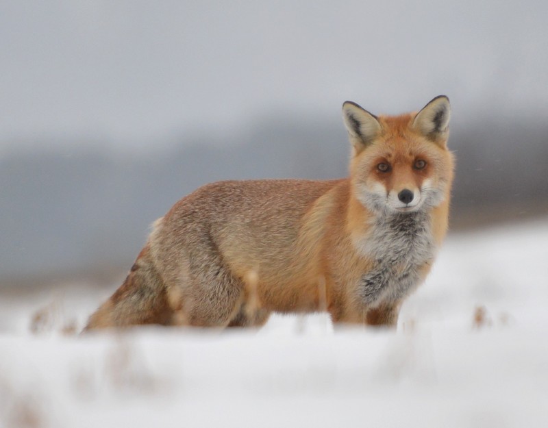renard magnifique, champs du galeux 043.jpg