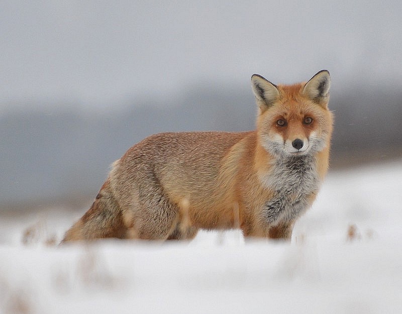 renard magnifique, champs du galeux 043.jpg