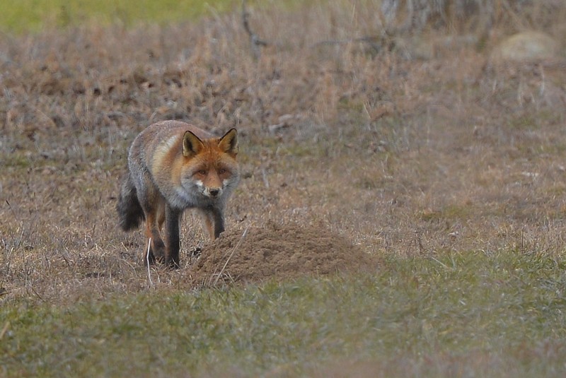 renard-chevreuil 2 086.jpg