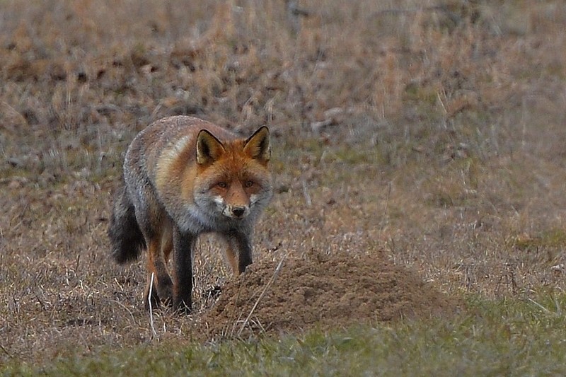 renard-chevreuil 2 087.jpg