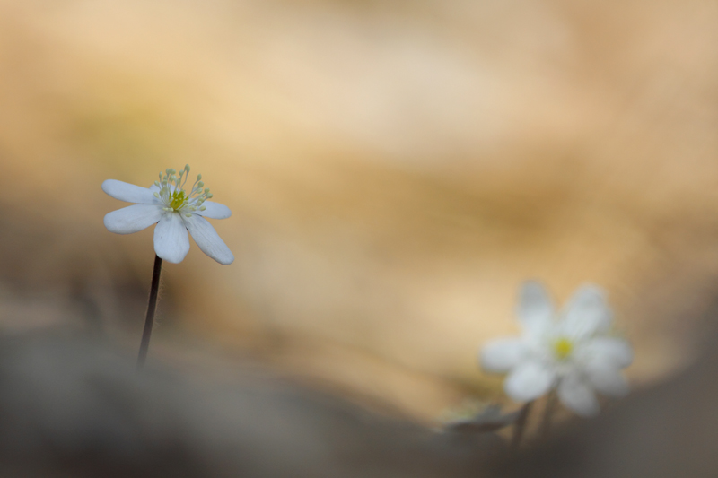 _MG_7754.JPG