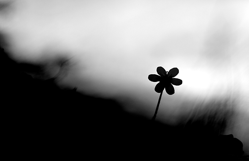 _MG_7781.JPG