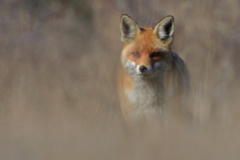 renard et autres 049.jpg