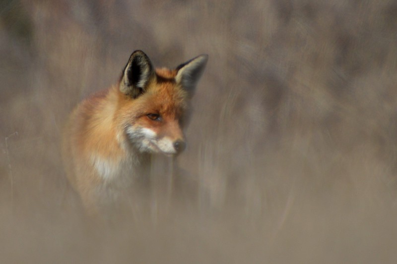 renard et autres 046.jpg
