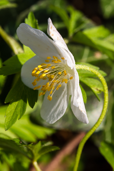 B.Chret.23032011_006.jpg