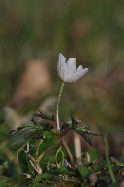 DSC_0089_22170001.JPG