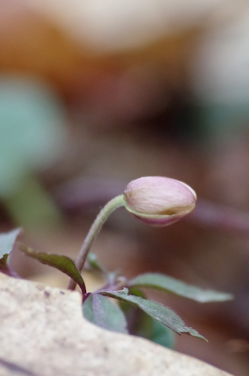 ANEMONE - Copie.jpg