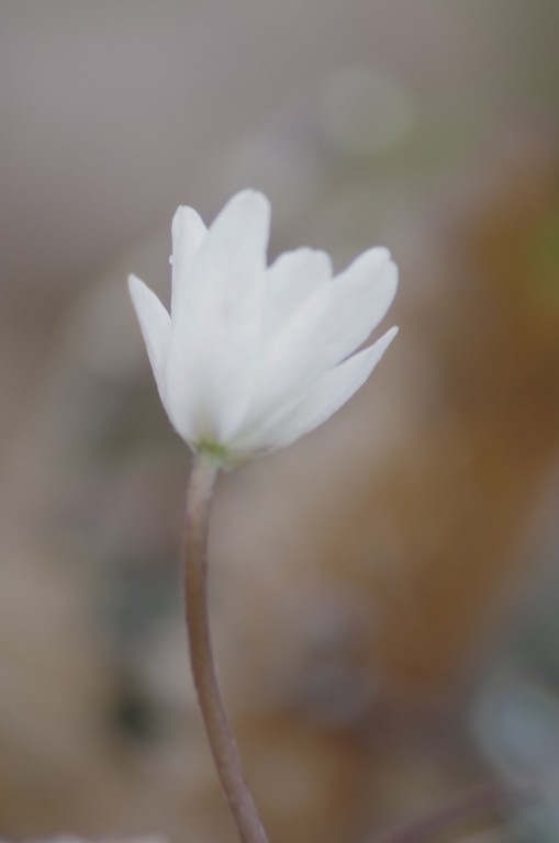 ANEMONE1 - Copie.jpg