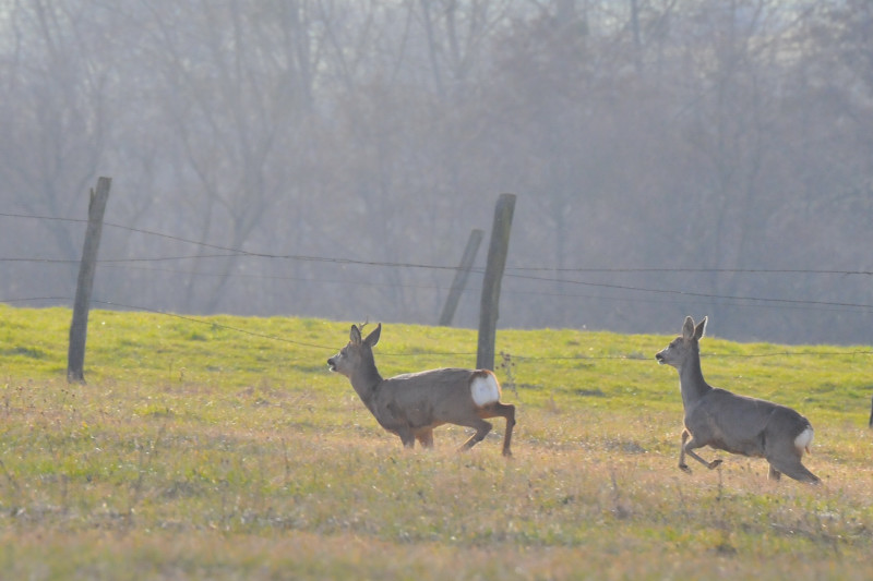 DSC_6837_01.JPG