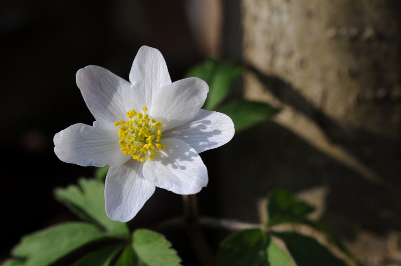 DSC_2111.JPG
