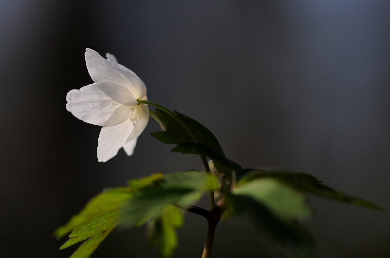 DSC_2459.JPG