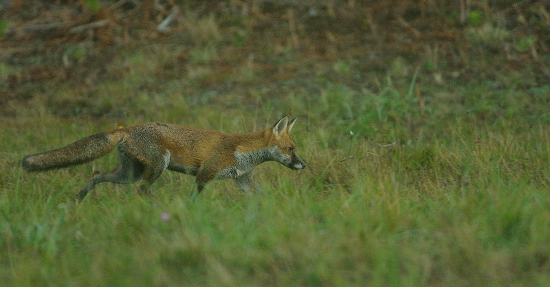 renard8.jpg