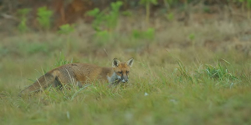 renard14.jpg