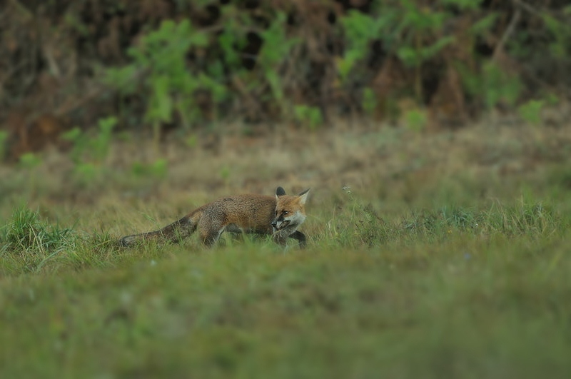 renard12.jpg