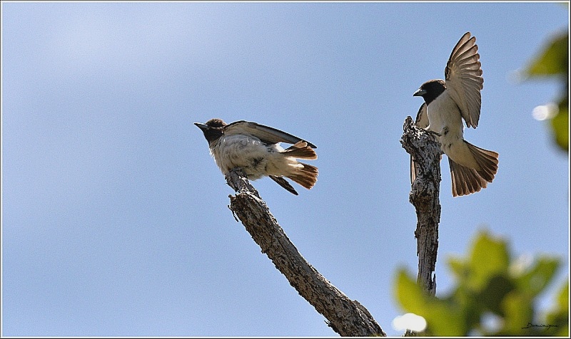 DSC_3829.jpg