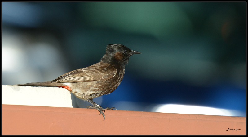 DSC_3159.JPG