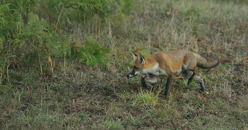 renard 22.jpg