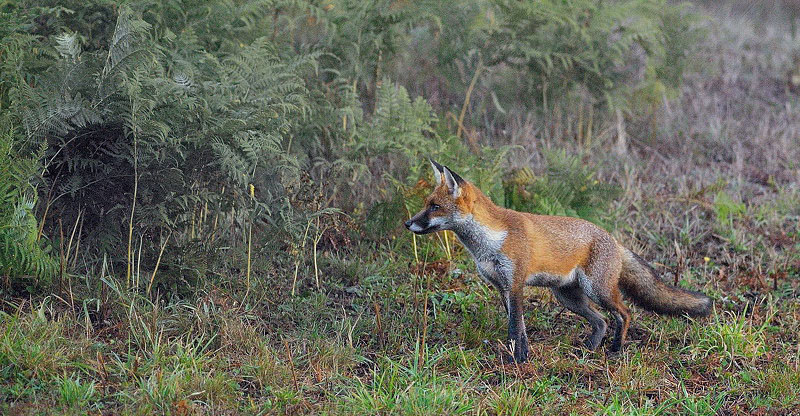 renard 21 OK.jpg