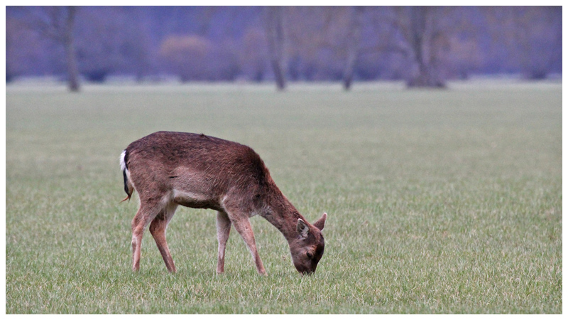IMG_1977 copie.jpg