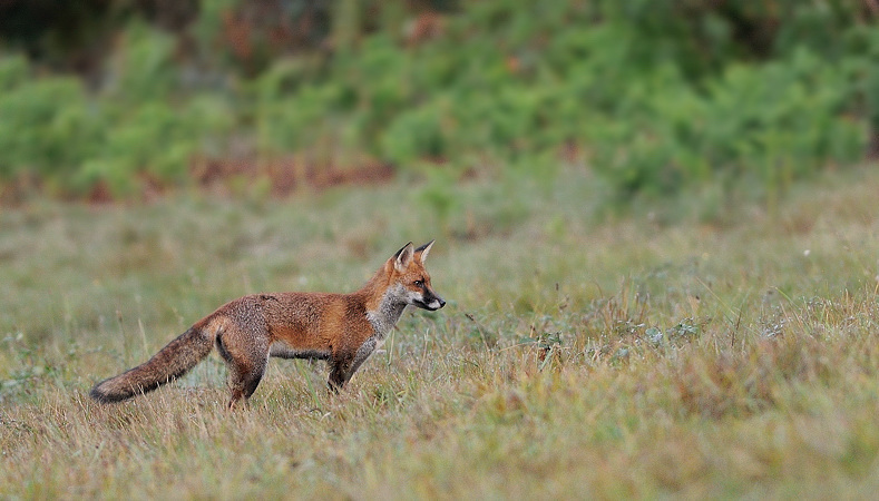 renard18bis.jpg