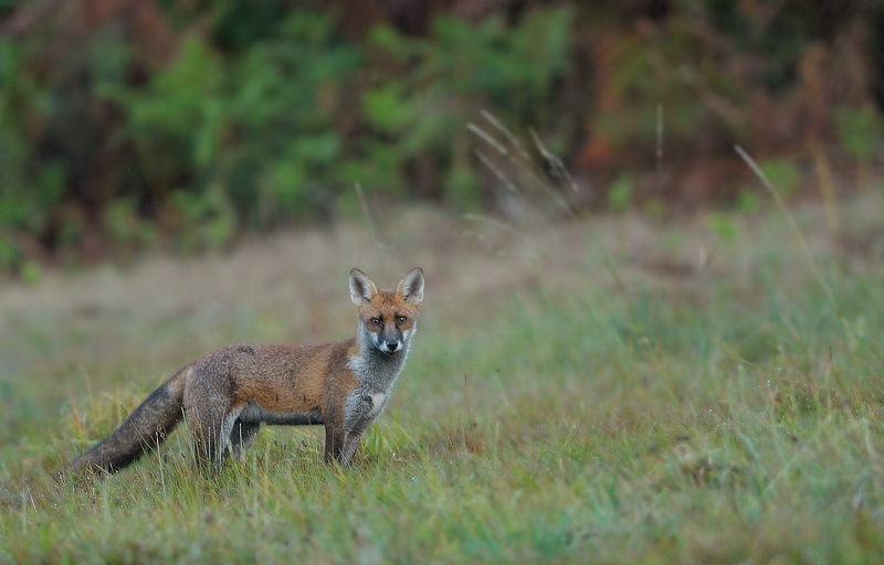 renard16bis.jpg