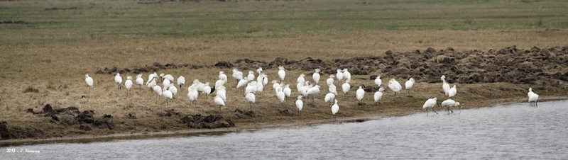 20130310_Marquenterre_14_16_pano_wa.jpg