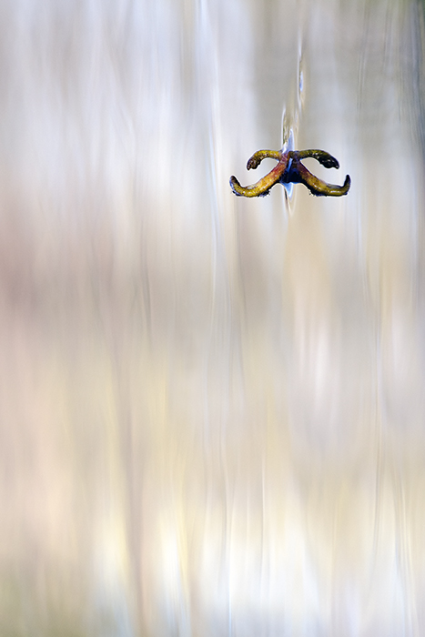 _DSC3604b-petit-etre-a-moustaches.jpg