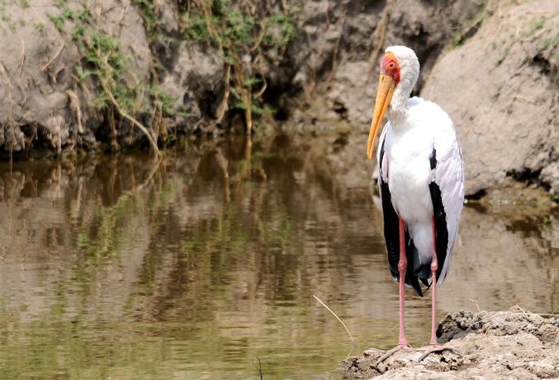 43-2012.08.16 107 Tantale ibis.jpg